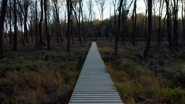 Drone Flyover Wooden Pathway At Nature Park During Sunset In Fagne du Rouge Ponc&eacute; In Saint Hubert, Belgium. Aerial