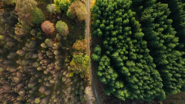 Top Down View On Mixed Autumn Forest In Fagne du Rouge Ponc&eacute;, Belgium - aerial drone shot