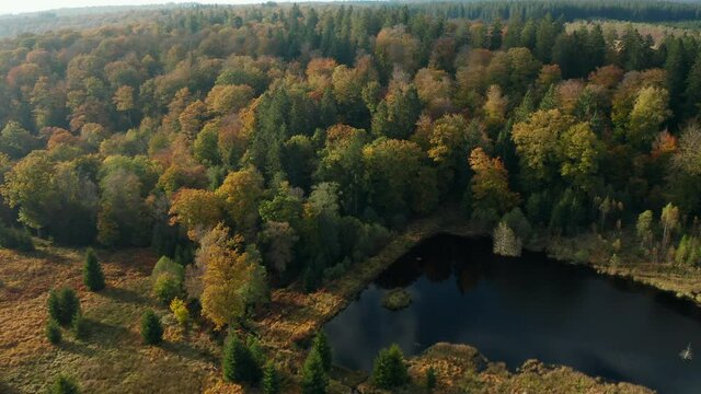 Colorful Foliage In Fagne du Rouge Ponc&eacute; in Saint Hubert, Belgium - Aerial shot