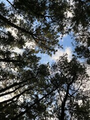 trees and sky