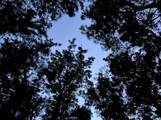 trees and sky