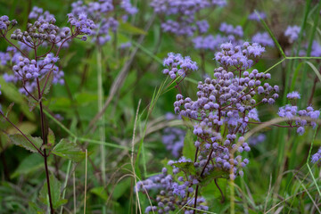 lavender flowers in the field