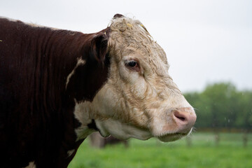 portrait of a hereford cow