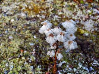 flowers in the forest