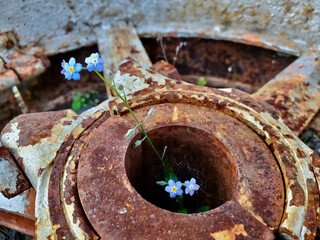 rusty metal with forget-me-nots