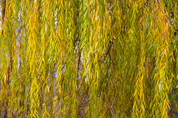 Yellowed branches of weeping willow in autumn. - obrazy, fototapety, plakaty