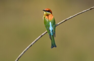 Chestnut-headed Bee-eater Head to back, orange, black eye band, neck and chest, bright yellow chest with small black and orange stripes, green body. Sticking to the branches.	