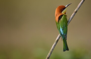 Chestnut-headed Bee-eater Head to back, orange, black eye band, neck and chest, bright yellow chest with small black and orange stripes, green body. Sticking to the branches.	
