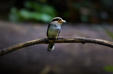 Silver-breasted broadbill (Serilophus lunatus) on tree branch. Kaeng Krachan Phetchaburi, Thailand.