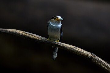 Silver-breasted broadbill (Serilophus lunatus) on tree branch. Kaeng Krachan Phetchaburi, Thailand.