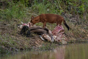 Asian Wild Dog, Dhole (Cuon alpinus) in the forest. Nakhon Ratchasima, Thailand.