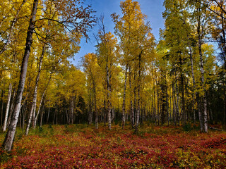 autumn in the forest
