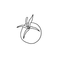 Whole tomato fruit hand drawn thin black line vector illustration isolated.