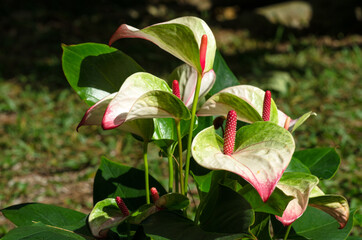 Soft focus Anthurium spp Colorful, attractive, eye-catching, long, strong flower stalks. Thailand