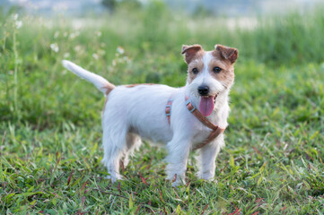 Jack Russell Terrier playing in the grass