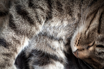The muzzle of a sleeping tabby cat close-up.