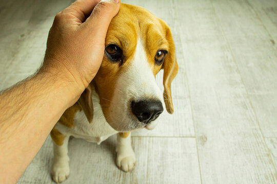 Close-up of a Beagle dog and a man's hands stroking her head. Love, affection.