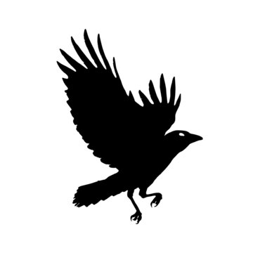 The flying raven icon. Black silhouette of a bird. Vector illustration isolated on a white background for design and web.