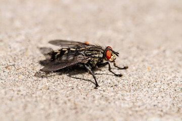 Diptera Meat Fly Insect On Stone Wall