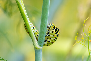 Caterpillar of an old world swallowtail, Papilio machaon on a fennel stem
