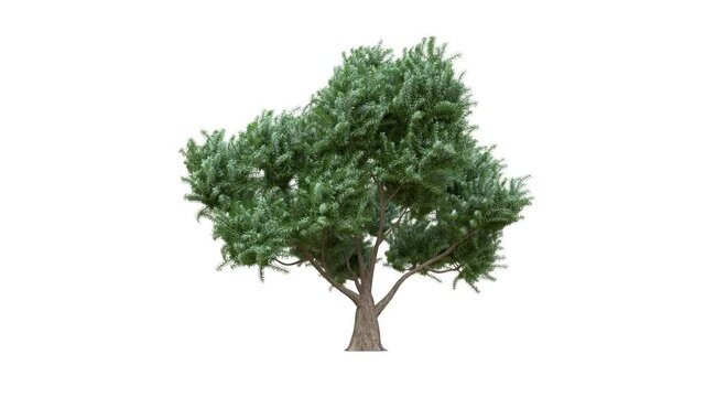 Growing trees on a white background 3D animation growth grow from small to large, Stratica trees animate in the breeze on white background with alpha mattes 3D virtual tree. Separated with alpha