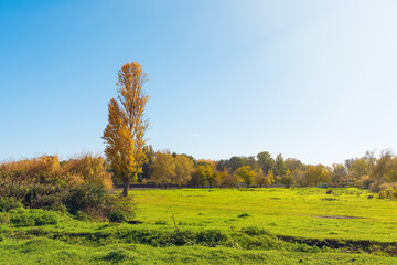Yellow poplar on a green meadow by the lake