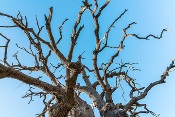 Bare oak tree with spreading branches
