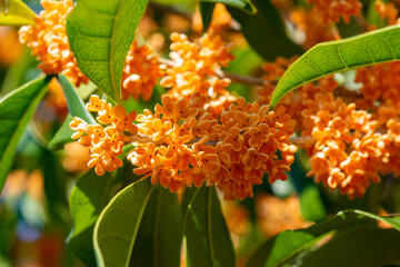 金木犀の花の香　鹿児島県出水市