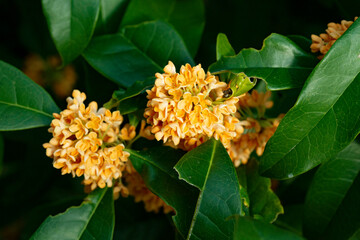 金木犀の花の香　鹿児島県出水市