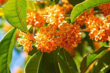 金木犀の花の香　鹿児島県出水市