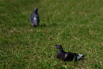 Two pigeons standing on the green grass