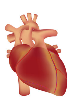 Vector illustration of a human heart. Anterior view.