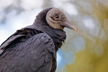 Closeup of a perching Black Vulture (Coragyps atratus).
