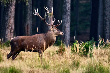 Rothirsch ( Cervus elaphus )