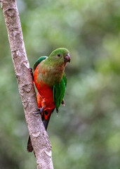 Juvenile King Parrot at Cunningham's Gap, Queensland, Australia