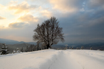 Moody winter landscape with dark bare tree on covered with fresh fallen snow field in wintry mountains on cold gloomy evening