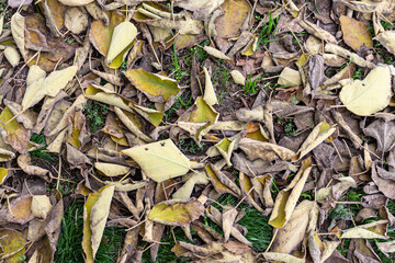 Dry colorful leaves on ground in autumn