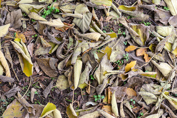 Dry colorful leaves on ground in autumn