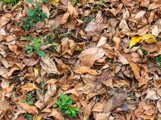 Dry colorful leaves on ground in autumn