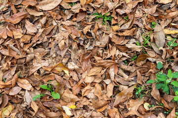 Dry colorful leaves on ground in autumn