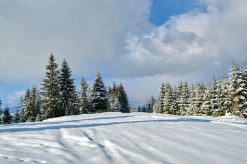 Fototapeta premium Pine trees covered with fresh fallen snow in winter mountain forest on cold bright day