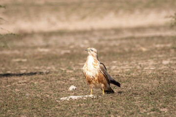 Long legged buzzard or Buteo rufinus portrait in dry open plains or field during winter migration...