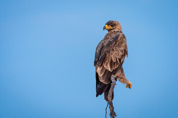 Steppe eagle or Aquila nipalensis portrait in natural blue sky background