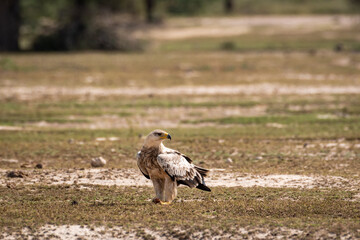 Tawny eagle or Aquila rapax on ground in open field at tal chhapar sanctuary rajasthan India