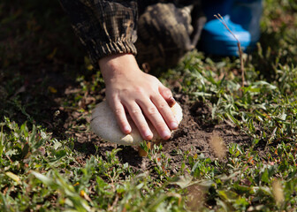 boy hand touching champignon mushroom on green lawn at sunny day