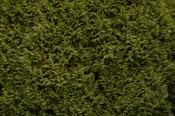 Green cypress, texture, background