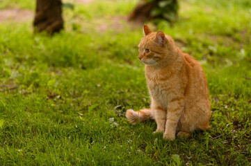 Naklejka na ściany i meble red cat sitting on the green grass in the garden