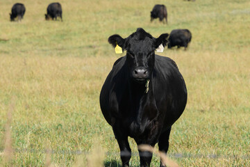 Pedigree blackAberdeenAngus heifer on pasture