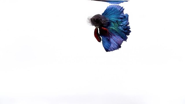 Royal blue coloured Siamese half moon Betta splendens, also known as Thai Fighting Fish or betta, is a species in the gourami family which is popular as an aquarium fish on white background