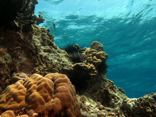 Fototapeta na wymiar Black Diadema Urchin on rocks in a shallow reef Boracay Island Philippines